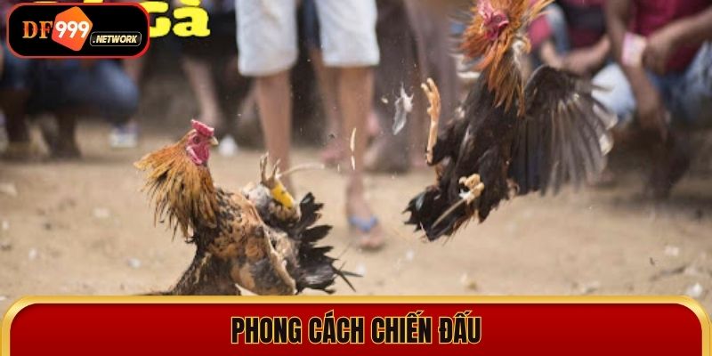 Cảm giác hồi hộp với Đá gà Mỹ