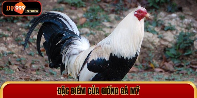 Đá gà Mỹ: Trận đấu kịch tính, đầy gay cấn