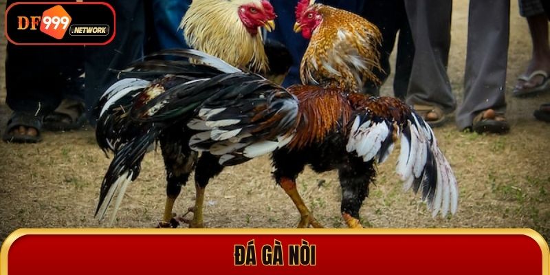 Đá Gà Nòi Df999 – Sân Chơi Đỉnh Cao Dành Cho Tín Đồ Đam Mê