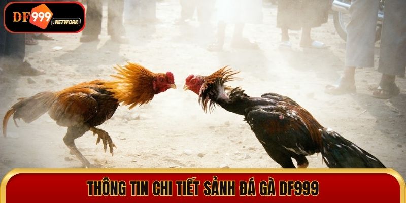 Thông tin chi tiết sảnh đá gà DF999