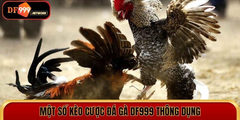 Tìm hiểu một số kèo cược đá gà DF999 thông dụng